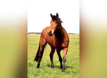 Spanisches Sportpferd, Wallach, 5 Jahre, 161 cm, Brauner