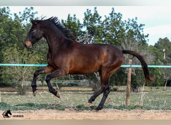 Spanisches Sportpferd, Wallach, 5 Jahre, 162 cm, Brauner