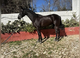 Spanisches Sportpferd Mix, Wallach, 5 Jahre, 162 cm, Rappe