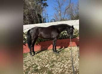 Spanisches Sportpferd Mix, Wallach, 5 Jahre, 162 cm, Rappe