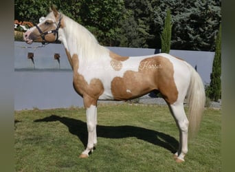 Spanisches Sportpferd, Wallach, 5 Jahre, 163 cm