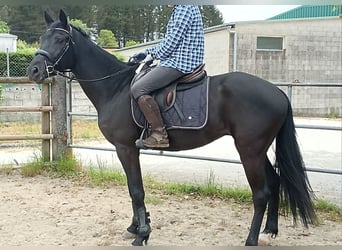 Spanisches Sportpferd, Wallach, 5 Jahre, 163 cm, Rappe