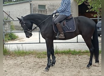 Spanisches Sportpferd, Wallach, 5 Jahre, 163 cm, Rappe