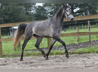 Spanisches Sportpferd, Wallach, 5 Jahre, 165 cm, Rappschimmel