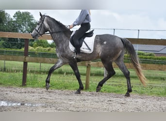 Spanisches Sportpferd, Wallach, 5 Jahre, 165 cm, Rappschimmel