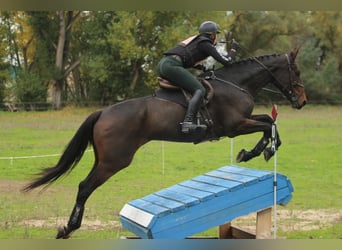 Spanisches Sportpferd, Wallach, 5 Jahre, 176 cm, Brauner