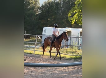 Spanisches Sportpferd Mix, Wallach, 5 Jahre, 179 cm, Brauner