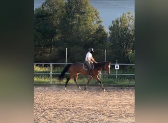 Spanisches Sportpferd Mix, Wallach, 5 Jahre, 179 cm, Brauner