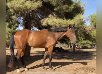Spanisches Sportpferd Mix, Wallach, 5 Jahre, 179 cm, Brauner