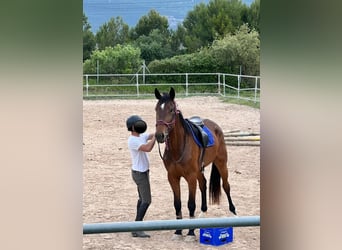 Spanisches Sportpferd Mix, Wallach, 5 Jahre, 179 cm, Brauner