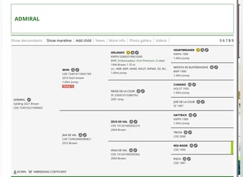 Spanisches Sportpferd Mix, Wallach, 5 Jahre, 179 cm, Brauner