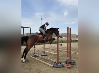 Spanisches Sportpferd, Wallach, 5 Jahre, 180 cm, Brauner