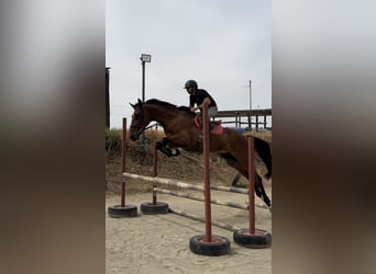 Spanisches Sportpferd, Wallach, 5 Jahre, 180 cm, Brauner