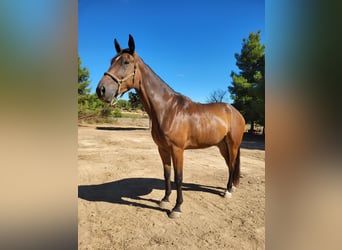 Spanisches Sportpferd, Wallach, 5 Jahre, 180 cm, Brauner
