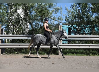 Spanisches Sportpferd, Wallach, 6 Jahre, 148 cm, Apfelschimmel