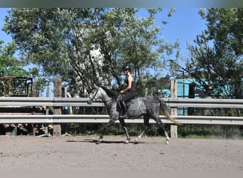 Spanisches Sportpferd, Wallach, 6 Jahre, 148 cm, Apfelschimmel