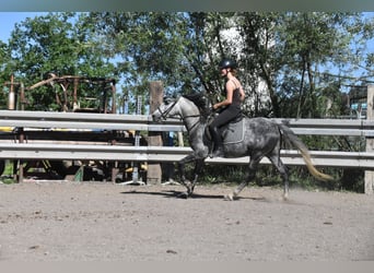 Spanisches Sportpferd, Wallach, 6 Jahre, 148 cm, Apfelschimmel