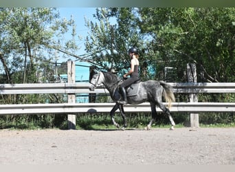 Spanisches Sportpferd, Wallach, 6 Jahre, 148 cm, Apfelschimmel