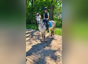 Spanisches Sportpferd, Wallach, 6 Jahre, 156 cm, Schimmel