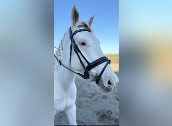 Spanisches Sportpferd, Wallach, 6 Jahre, 158 cm, Schecke