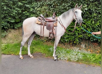 Spanisches Sportpferd, Wallach, 6 Jahre, 160 cm