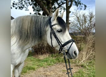 Spanisches Sportpferd, Wallach, 6 Jahre, 163 cm, Schimmel