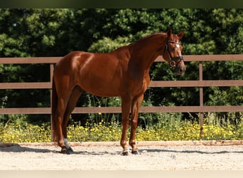 Spanisches Sportpferd, Wallach, 6 Jahre, 165 cm, Fuchs