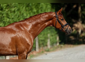 Spanisches Sportpferd, Wallach, 6 Jahre, 165 cm, Fuchs