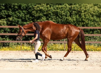 Spanisches Sportpferd, Wallach, 6 Jahre, 165 cm, Fuchs