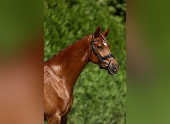 Spanisches Sportpferd, Wallach, 6 Jahre, 165 cm, Fuchs