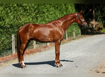 Spanisches Sportpferd, Wallach, 6 Jahre, 165 cm, Fuchs