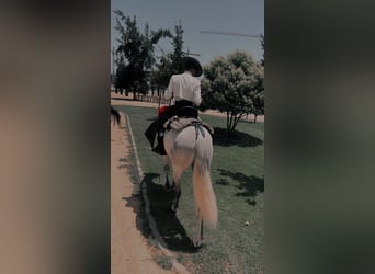 Spanisches Sportpferd, Wallach, 6 Jahre, 165 cm, Schimmel