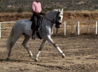 Spanisches Sportpferd, Wallach, 6 Jahre, 165 cm, Schimmel