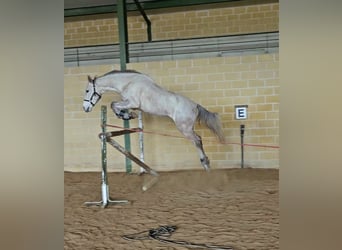 Spanisches Sportpferd, Wallach, 6 Jahre, 165 cm, Schimmel