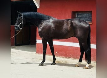 Spanisches Sportpferd, Wallach, 6 Jahre, 168 cm, Brauner