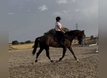 Spanisches Sportpferd, Wallach, 6 Jahre, 168 cm, Dunkelfuchs