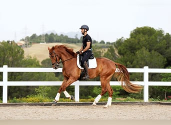 Spanisches Sportpferd, Wallach, 6 Jahre, 168 cm, Fuchs