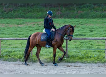 Spanisches Sportpferd, Wallach, 6 Jahre, 170 cm, Brauner