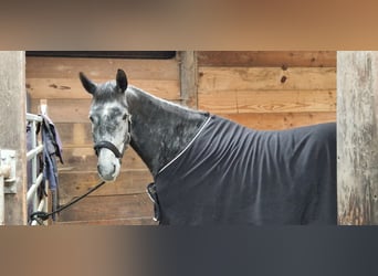 Spanisches Sportpferd, Wallach, 6 Jahre, 170 cm, Schimmel