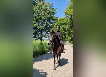 Spanisches Sportpferd, Wallach, 6 Jahre, 170 cm, Schimmel