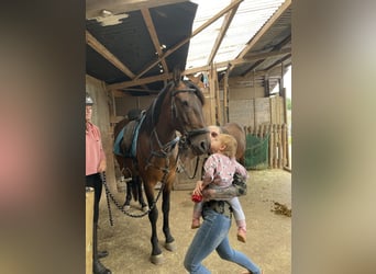 Spanisches Sportpferd, Wallach, 7 Jahre, 157 cm, Brauner