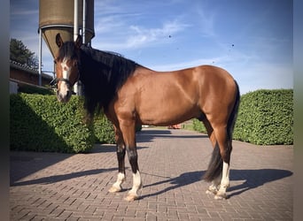 Spanisches Sportpferd, Wallach, 7 Jahre, 158 cm, Hellbrauner