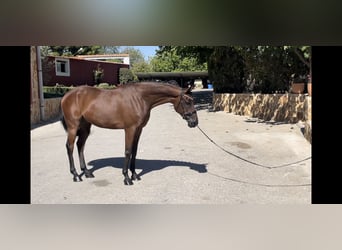 Spanisches Sportpferd, Wallach, 7 Jahre, 163 cm, Brauner