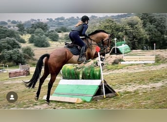 Spanisches Sportpferd, Wallach, 7 Jahre, 165 cm, Brauner