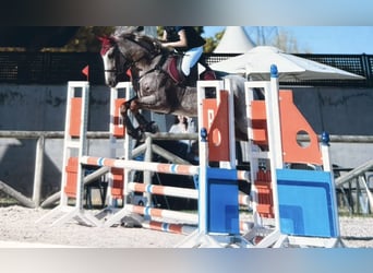 Spanisches Sportpferd, Wallach, 7 Jahre, 165 cm, Roan-Red