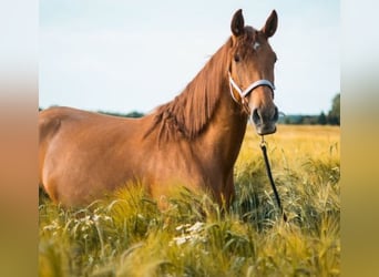 Spanisches Sportpferd, Wallach, 7 Jahre, 167 cm, Dunkelfuchs