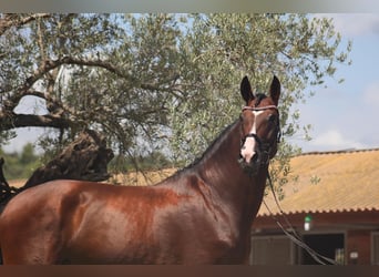 Spanisches Sportpferd, Wallach, 7 Jahre, 170 cm, Dunkelbrauner