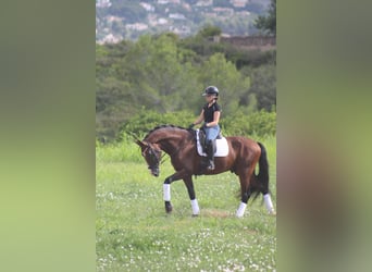 Spanisches Sportpferd, Wallach, 7 Jahre, 170 cm, Dunkelbrauner