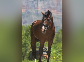 Spanisches Sportpferd, Wallach, 7 Jahre, 170 cm, Dunkelbrauner