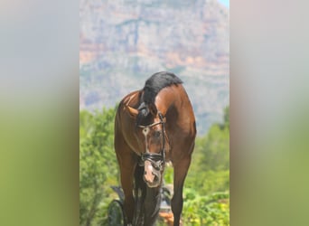 Spanisches Sportpferd, Wallach, 7 Jahre, 170 cm, Dunkelbrauner